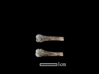 藏品(蛙骨)的圖片