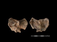 藏品(水鹿骨)的圖片