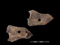 藏品(帶加工痕獸骨)的圖片