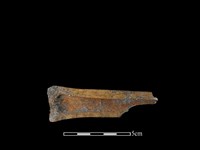 藏品(帶加工痕獸骨)的圖片