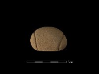 藏品(網墜)的圖片