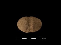 藏品(網墜)的圖片