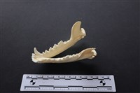 藏品(狗骨)的圖片