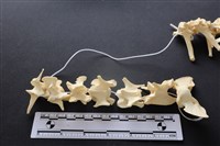 藏品(狗骨)的圖片