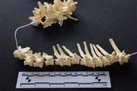 藏品(狗骨)的圖片