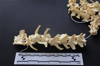 藏品(狗骨)的圖片