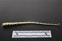 藏品(狗骨)的圖片