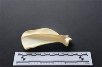 藏品(狗骨)的圖片