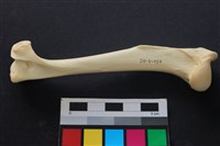 藏品(狗骨)的圖片