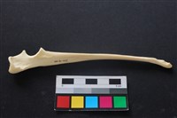 藏品(狗骨)的圖片