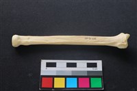 藏品(狗骨)的圖片