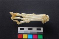 藏品(狗骨)的圖片