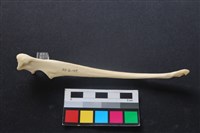 藏品(狗骨)的圖片