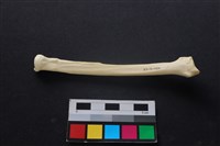 藏品(狗骨)的圖片