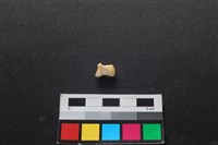 藏品(狗骨)的圖片