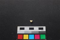 藏品(狗骨)的圖片