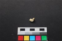 藏品(狗骨)的圖片