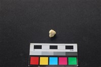 藏品(狗骨)的圖片