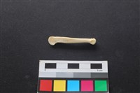 藏品(狗骨)的圖片