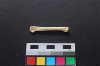 藏品(狗骨)的圖片