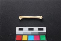 藏品(狗骨)的圖片