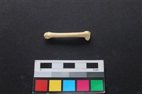 藏品(狗骨)的圖片