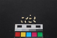 藏品(狗骨)的圖片