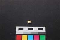 藏品(狗骨)的圖片