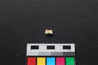 藏品(狗骨)的圖片