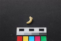 藏品(狗骨)的圖片