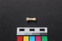 藏品(狗骨)的圖片