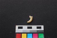 藏品(狗骨)的圖片