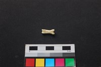 藏品(狗骨)的圖片