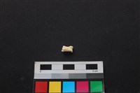 藏品(狗骨)的圖片