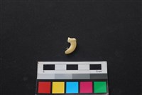 藏品(狗骨)的圖片