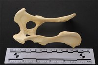 藏品(狗骨)的圖片