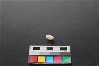 藏品(狗骨)的圖片