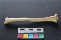 藏品(狗骨)的圖片