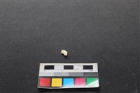 藏品(狗骨)的圖片