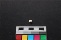 藏品(狗骨)的圖片