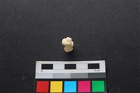 藏品(狗骨)的圖片