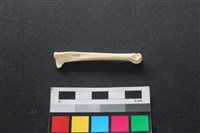 藏品(狗骨)的圖片