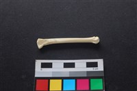 藏品(狗骨)的圖片