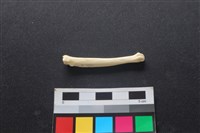 藏品(狗骨)的圖片