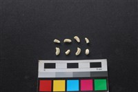 藏品(狗骨)的圖片