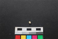 藏品(狗骨)的圖片