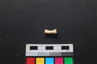 藏品(狗骨)的圖片