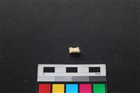 藏品(狗骨)的圖片