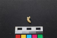 藏品(狗骨)的圖片