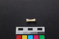 藏品(狗骨)的圖片